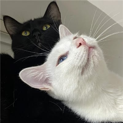 Khujlee Family avatar